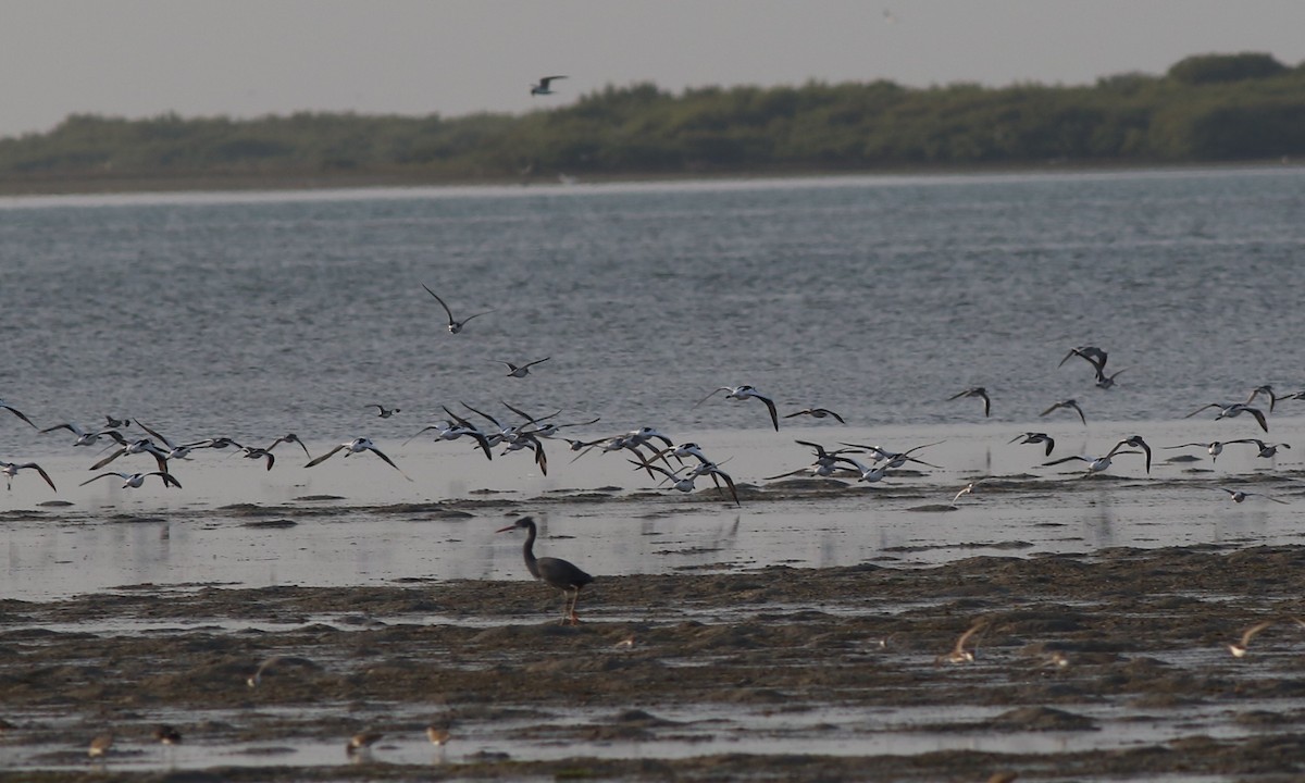 Crab-Plover - ML647181223
