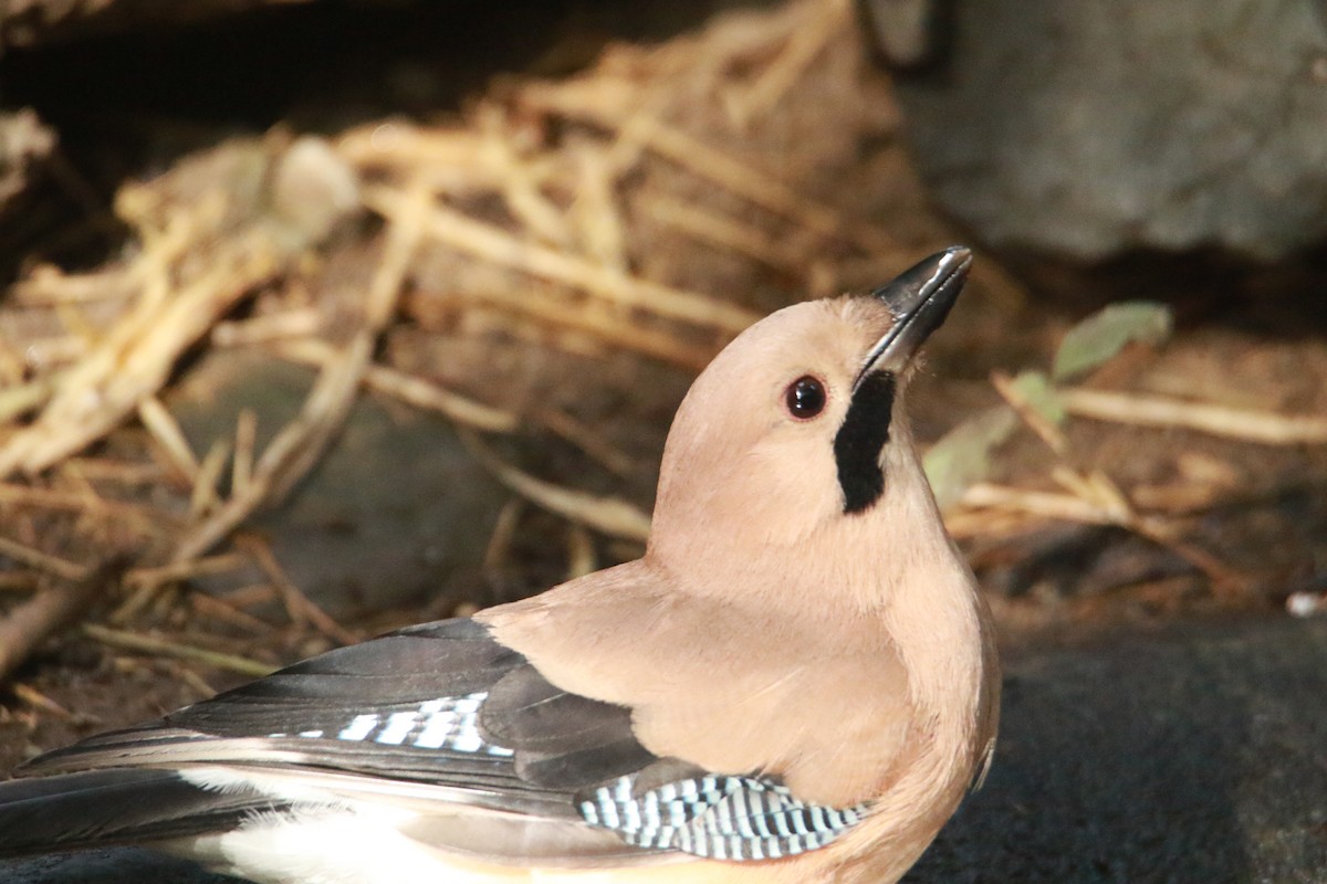 Eurasian Jay - ML647181225