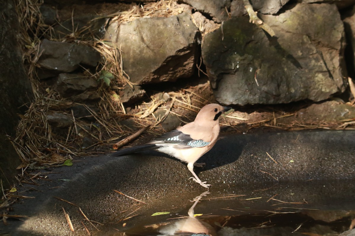 Eurasian Jay - ML647181226