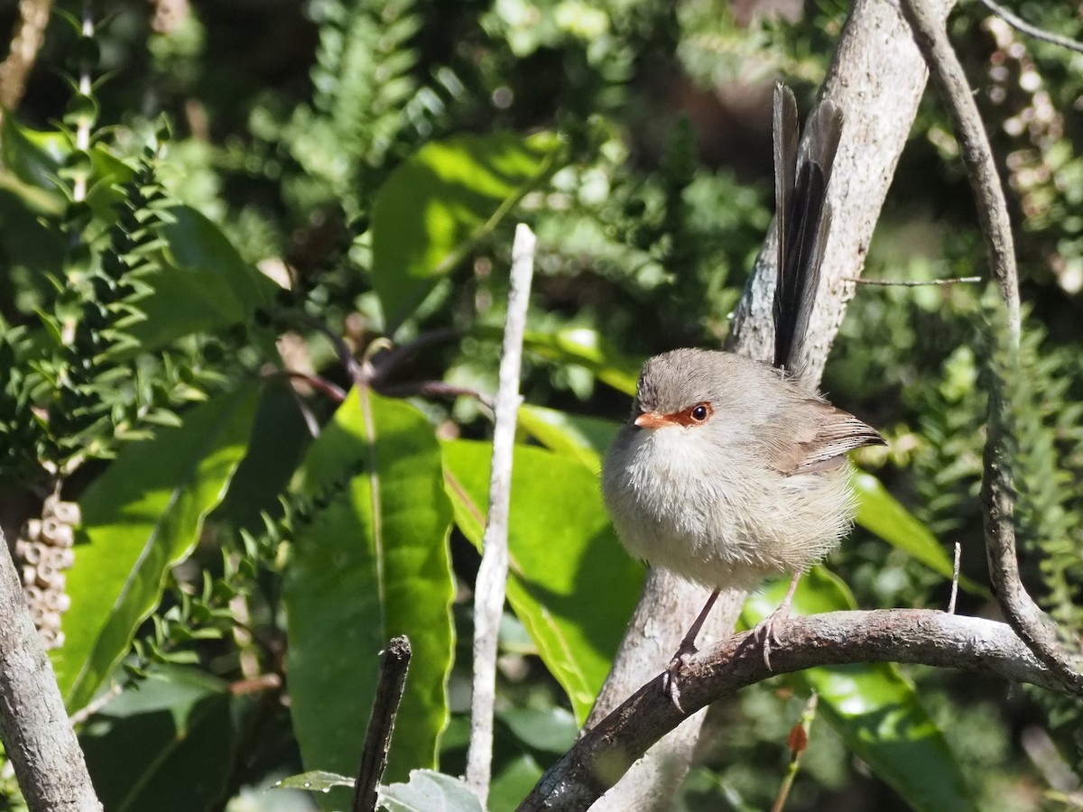 Variegated Fairywren - ML647181228
