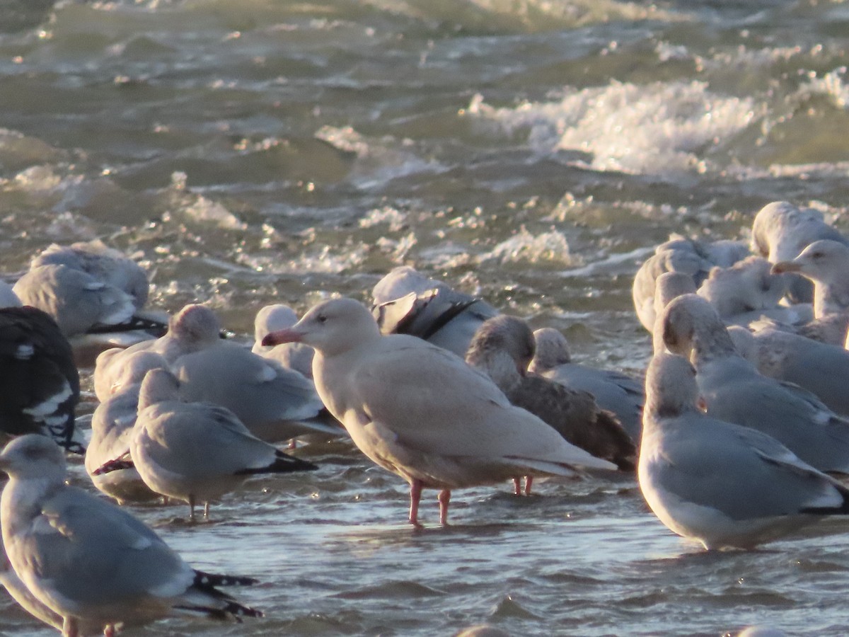 Gavión Hiperbóreo - ML647181247