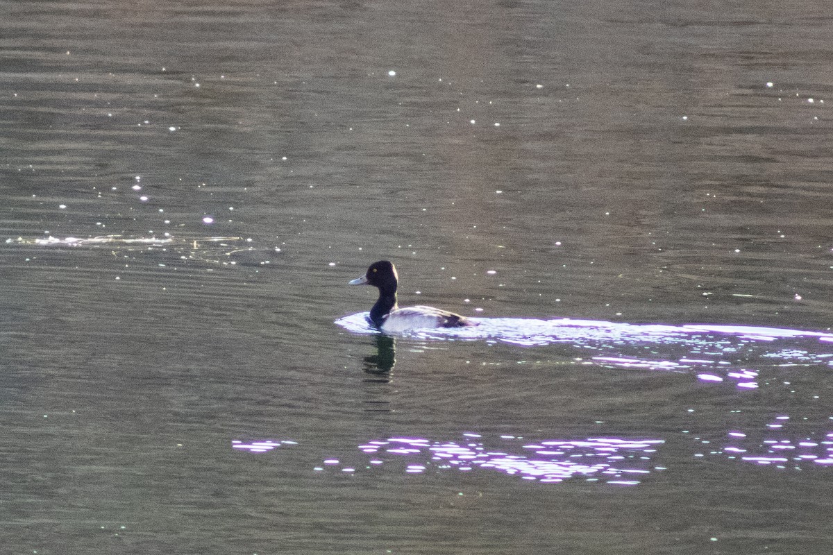 Kanadabergente - ML647181261