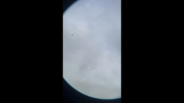 Lesser Nighthawk - ML647181264