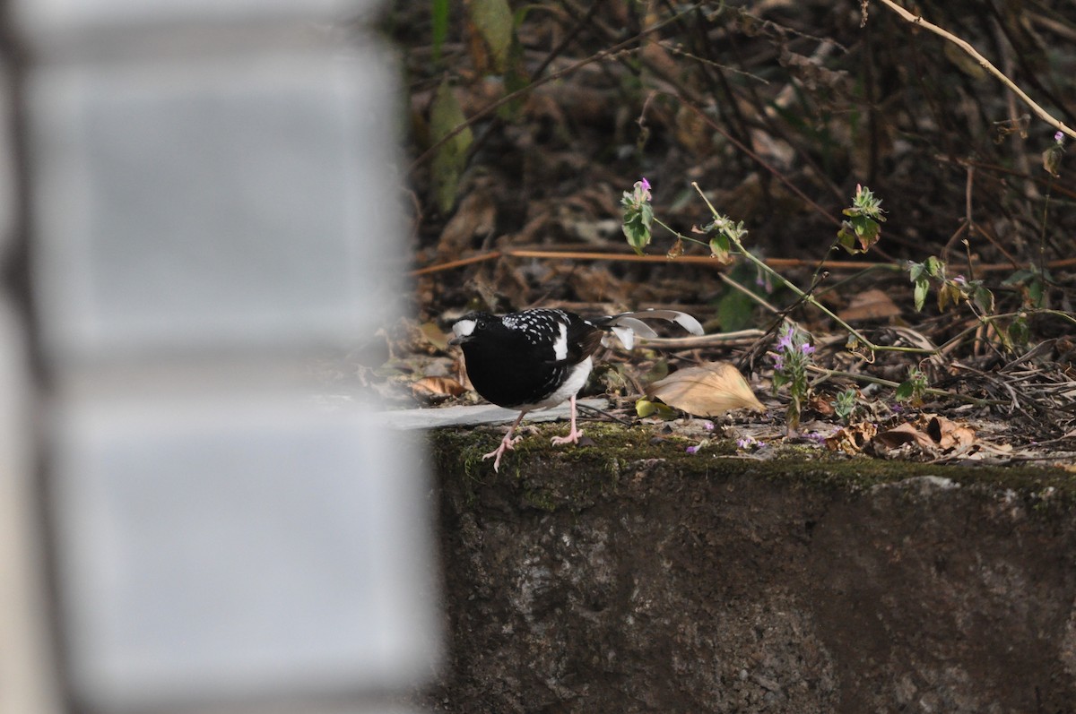 Spotted Forktail - ML647181267
