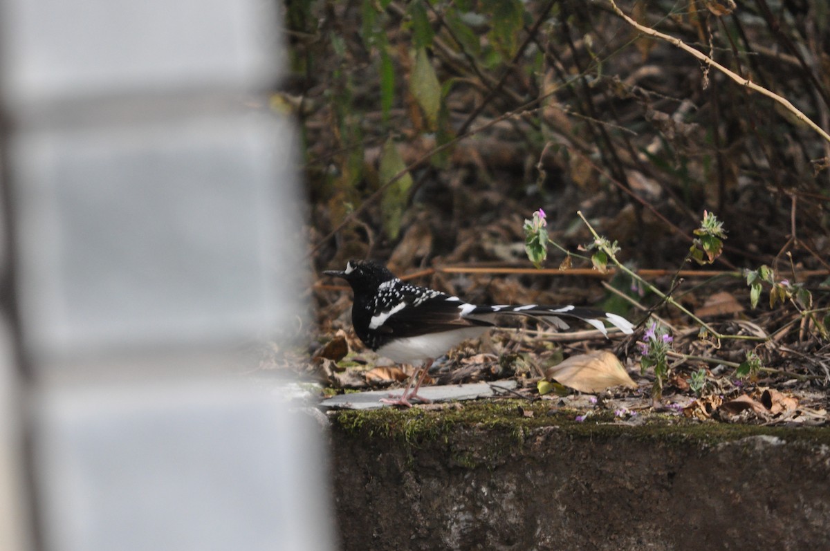 Spotted Forktail - ML647181268