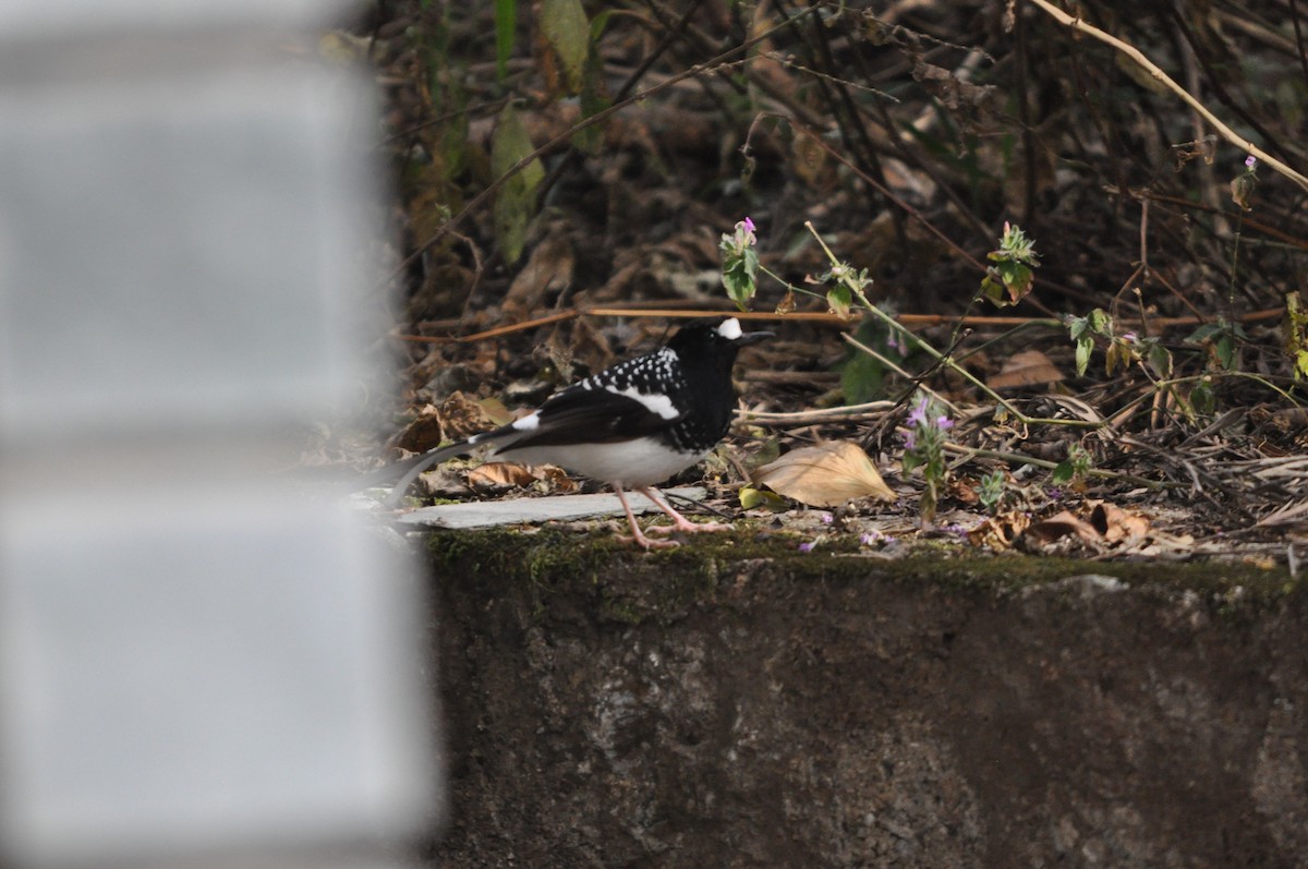 Spotted Forktail - ML647181269