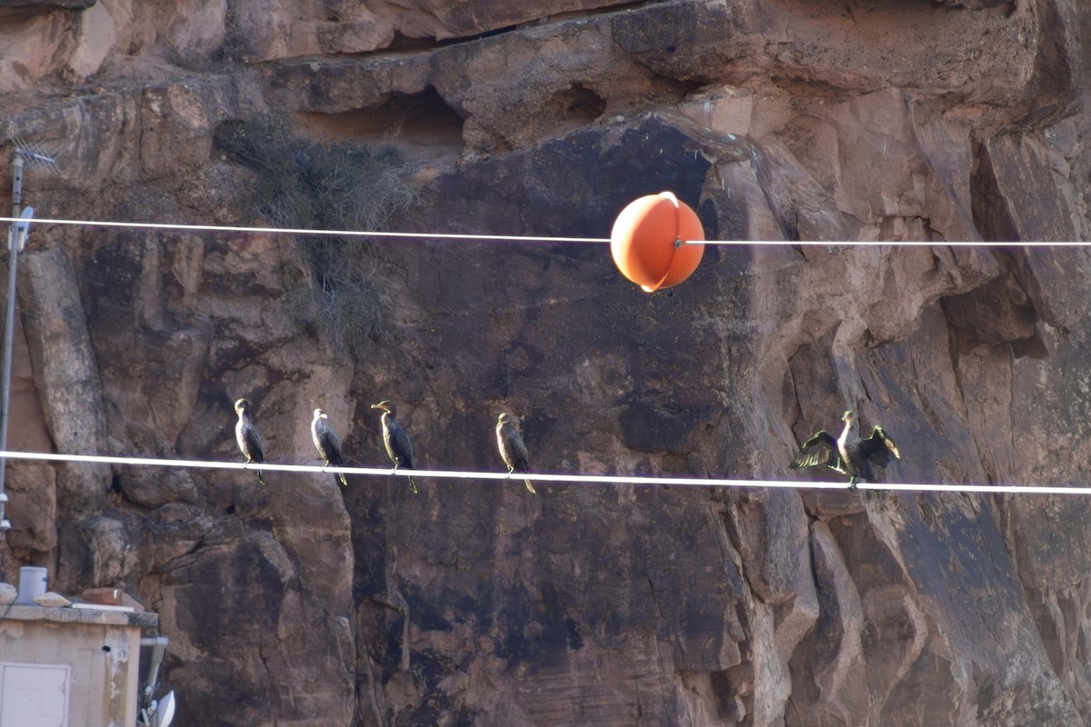Cormoran à aigrettes - ML647181270