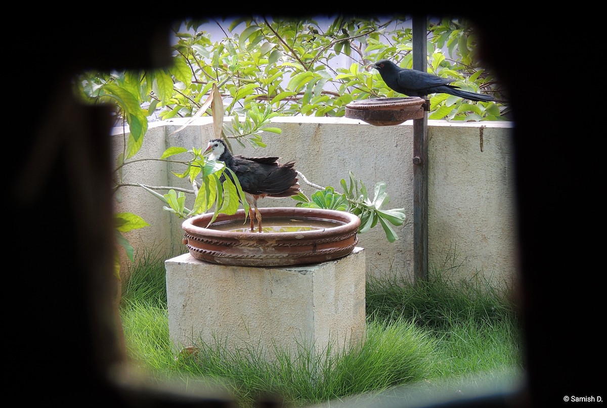 White-breasted Waterhen - ML647181273