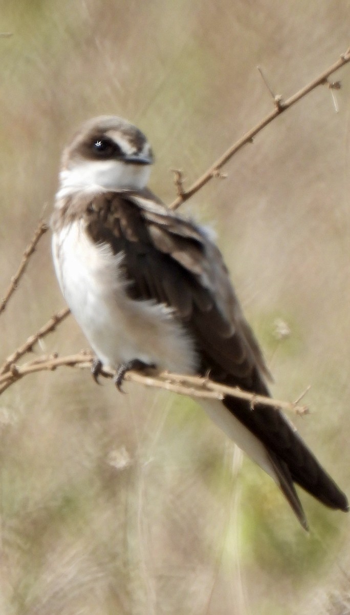 Banded Martin - ML647181282