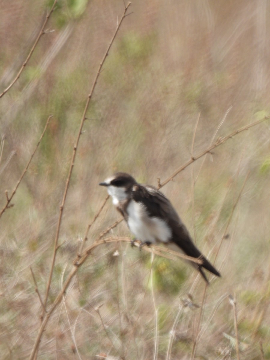 Banded Martin - ML647181283