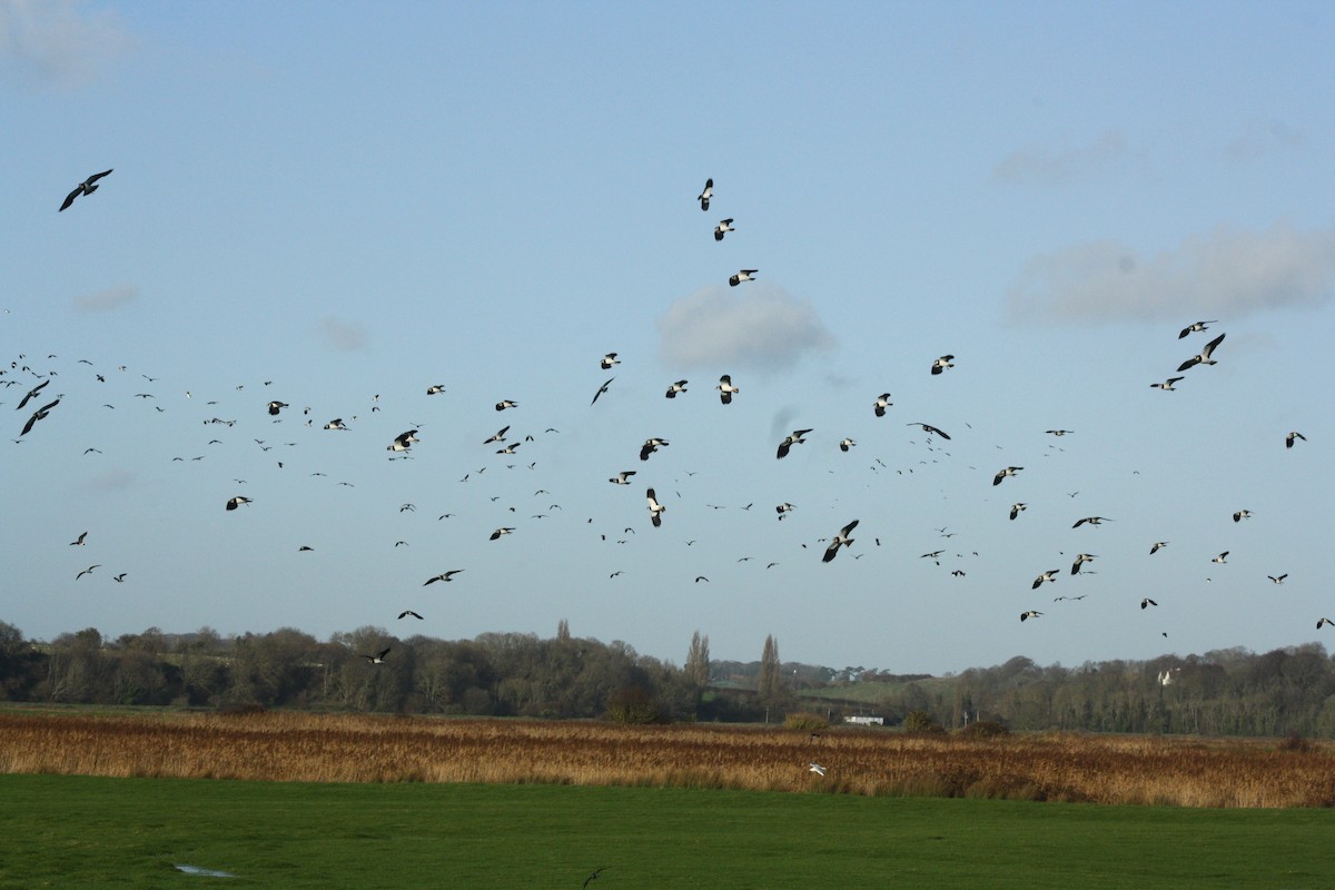 Northern Lapwing - ML647181285