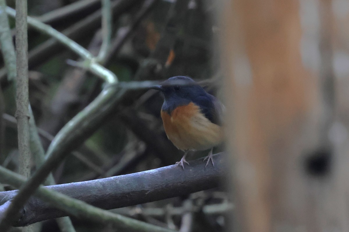 White-rumped Shama - ML647181287