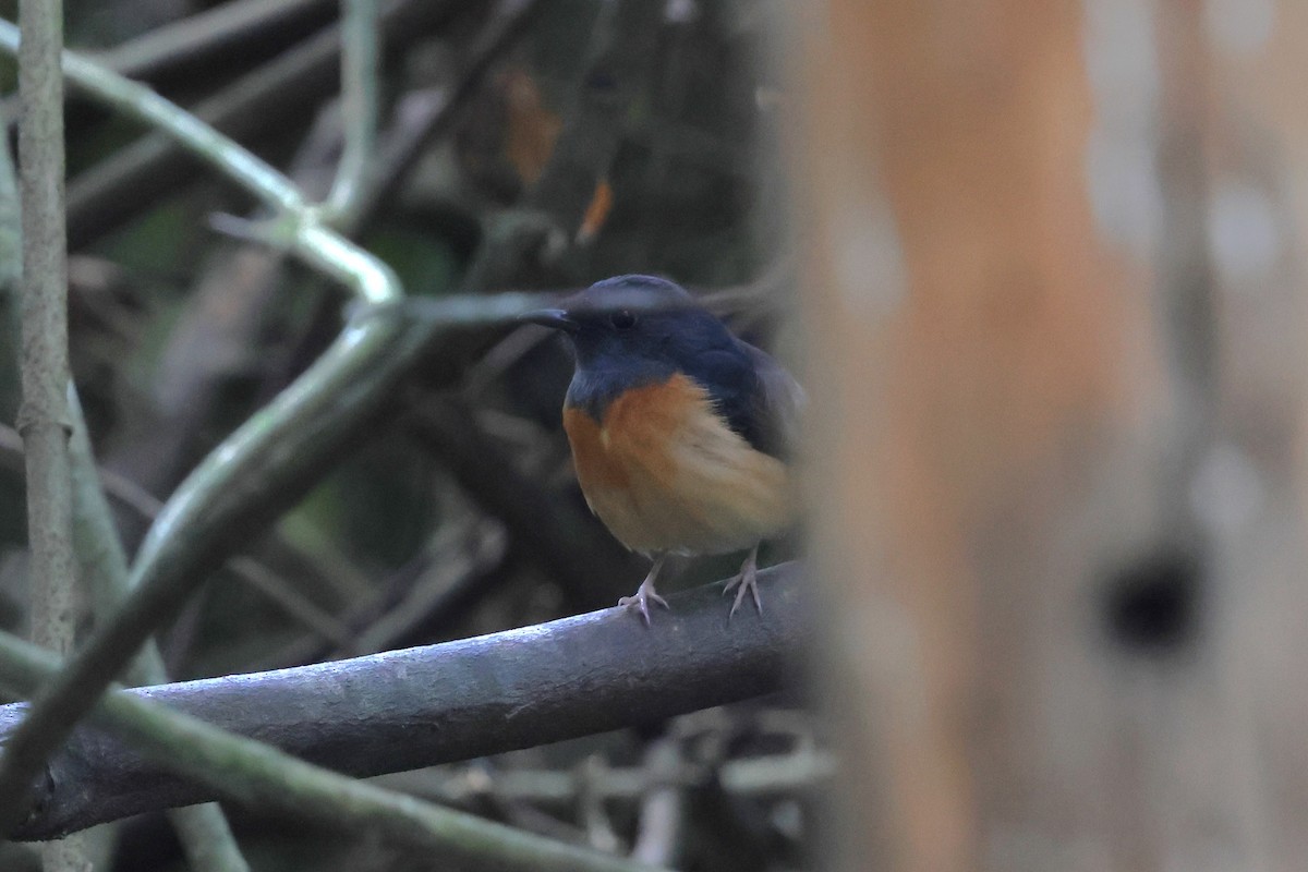 White-rumped Shama - ML647181288