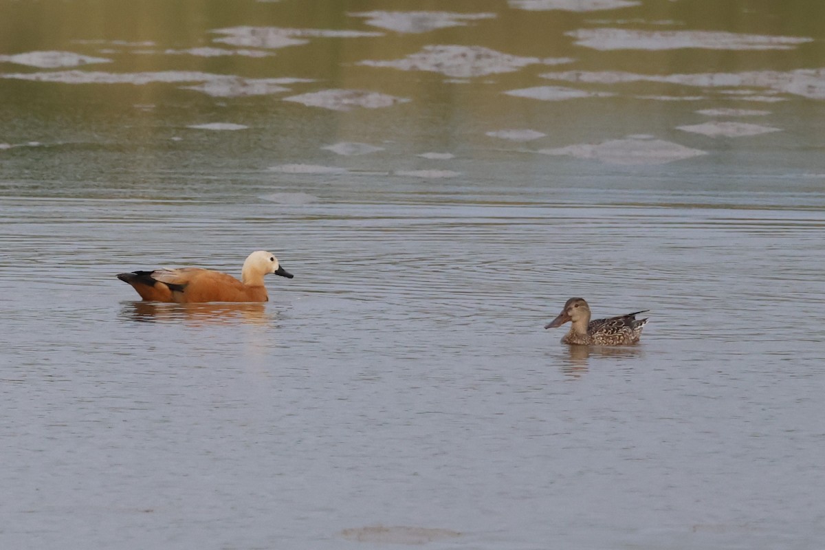 瀆鳧 - ML647181289