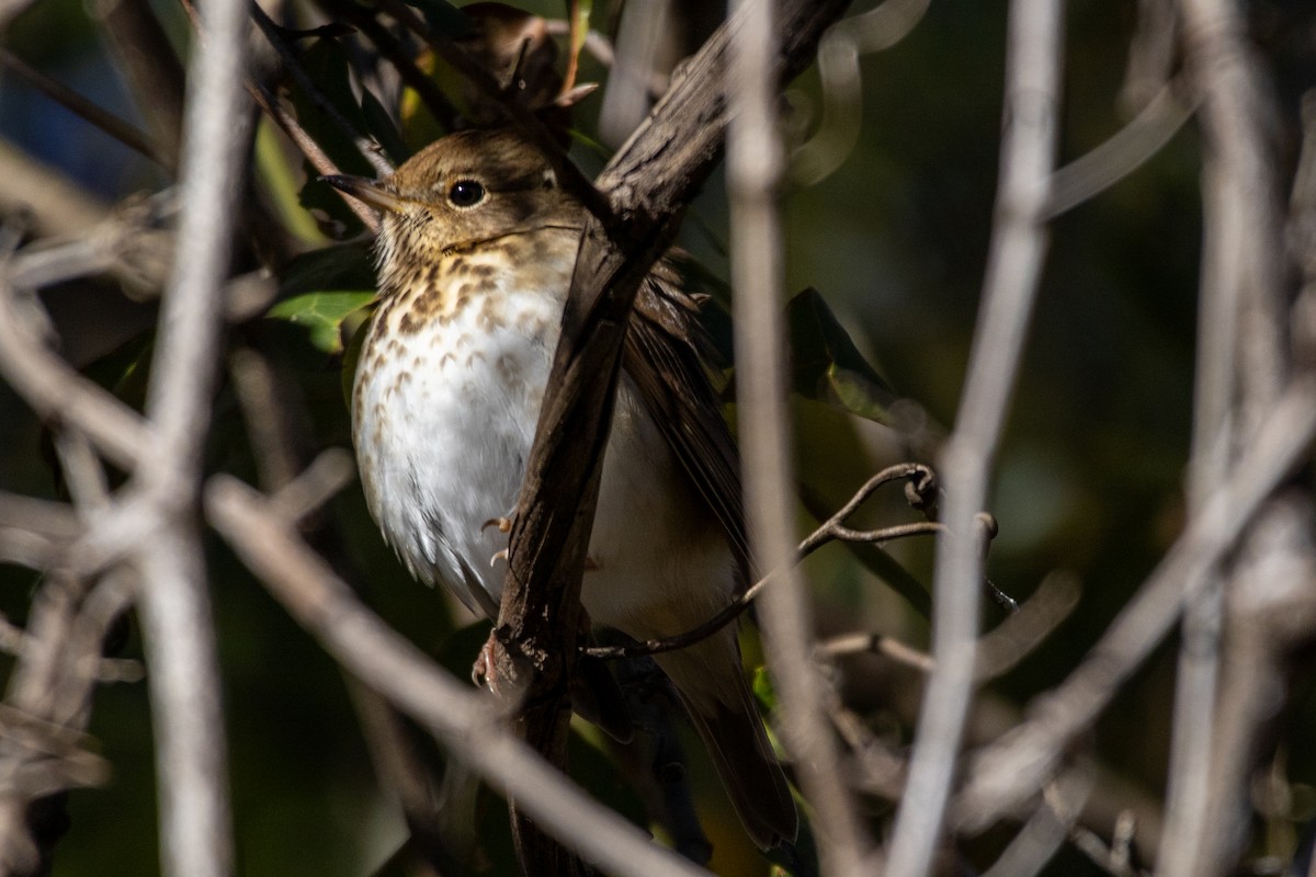 Дрізд-короткодзьоб плямистоволий - ML647181292