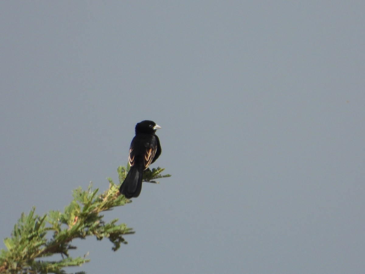 White-winged Widowbird - ML647181293