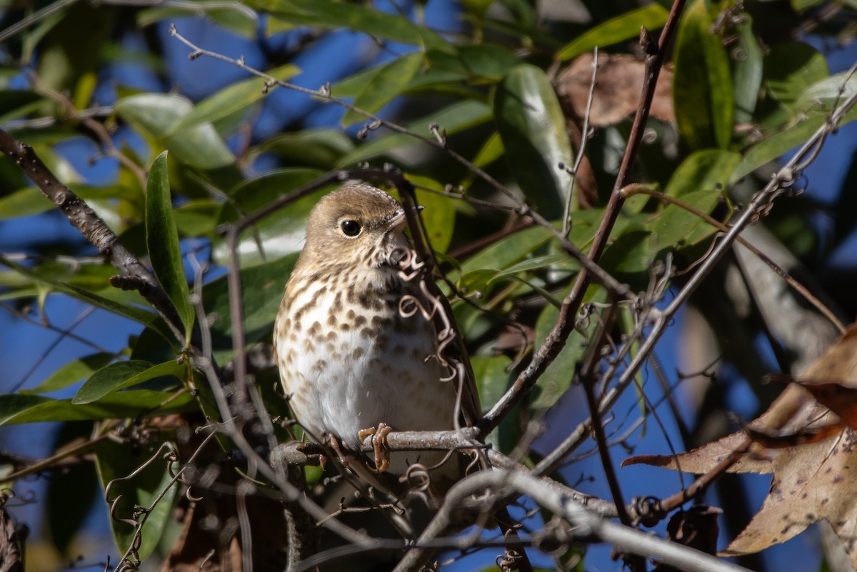 Дрізд-короткодзьоб плямистоволий - ML647181294