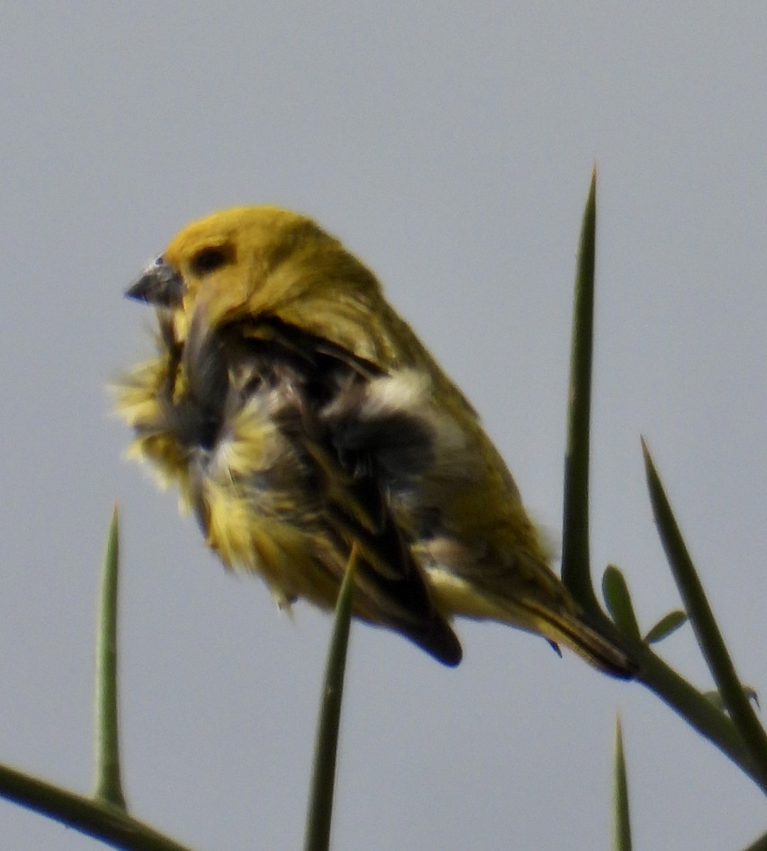 Anomalospize parasite - ML647181316
