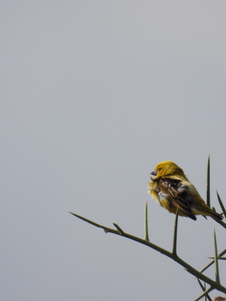 Anomalospize parasite - ML647181317