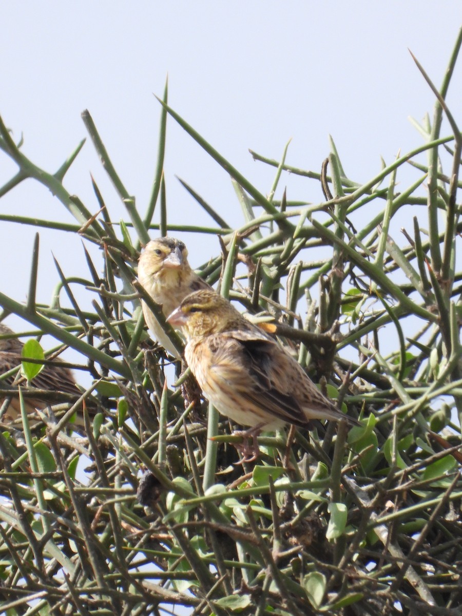 Anomalospize parasite - ML647181318