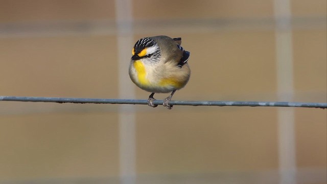 Striated Pardalote - ML647181330