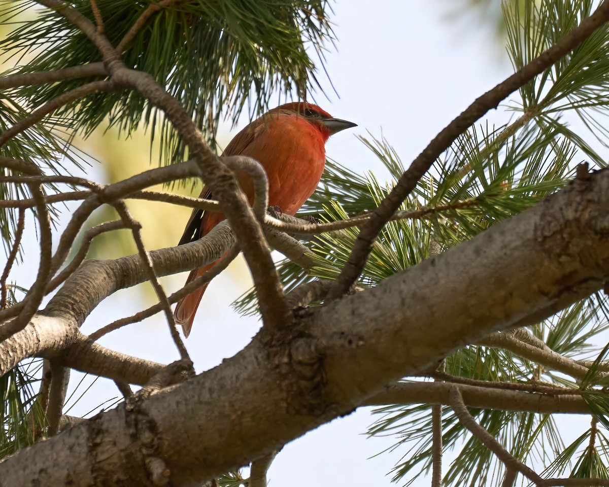 Hepatic Tanager - ML647181337
