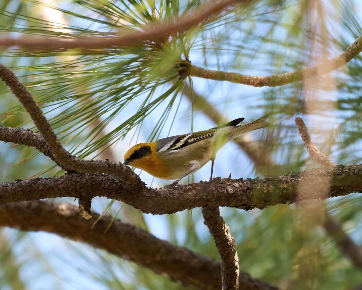 hájníček pruhokřídlý - ML647181355