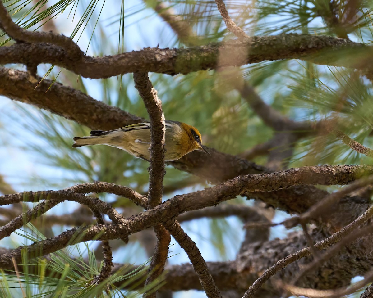 hájníček pruhokřídlý - ML647181356