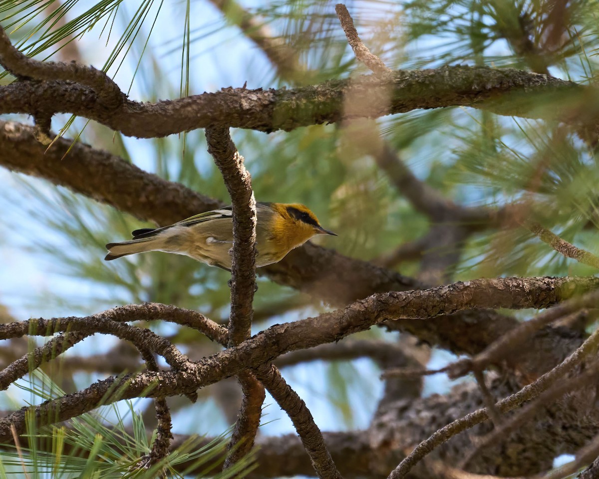 hájníček pruhokřídlý - ML647181357