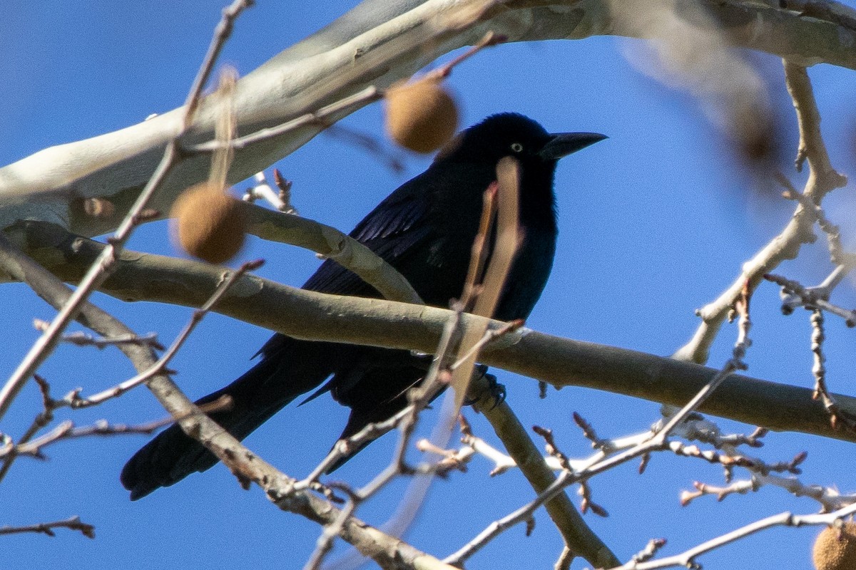 Пурпурный гракл - ML647181368