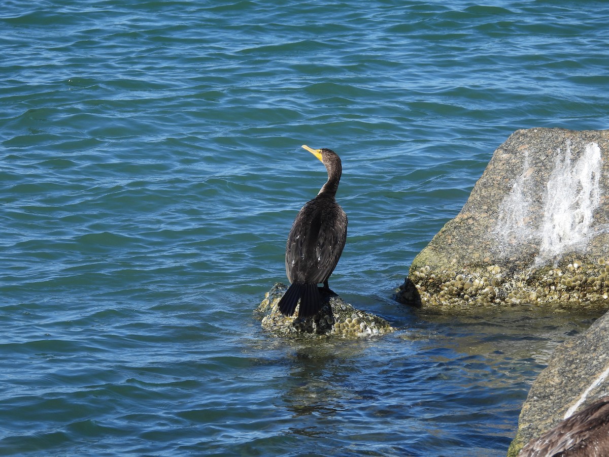 Cormoran à aigrettes - ML647181370