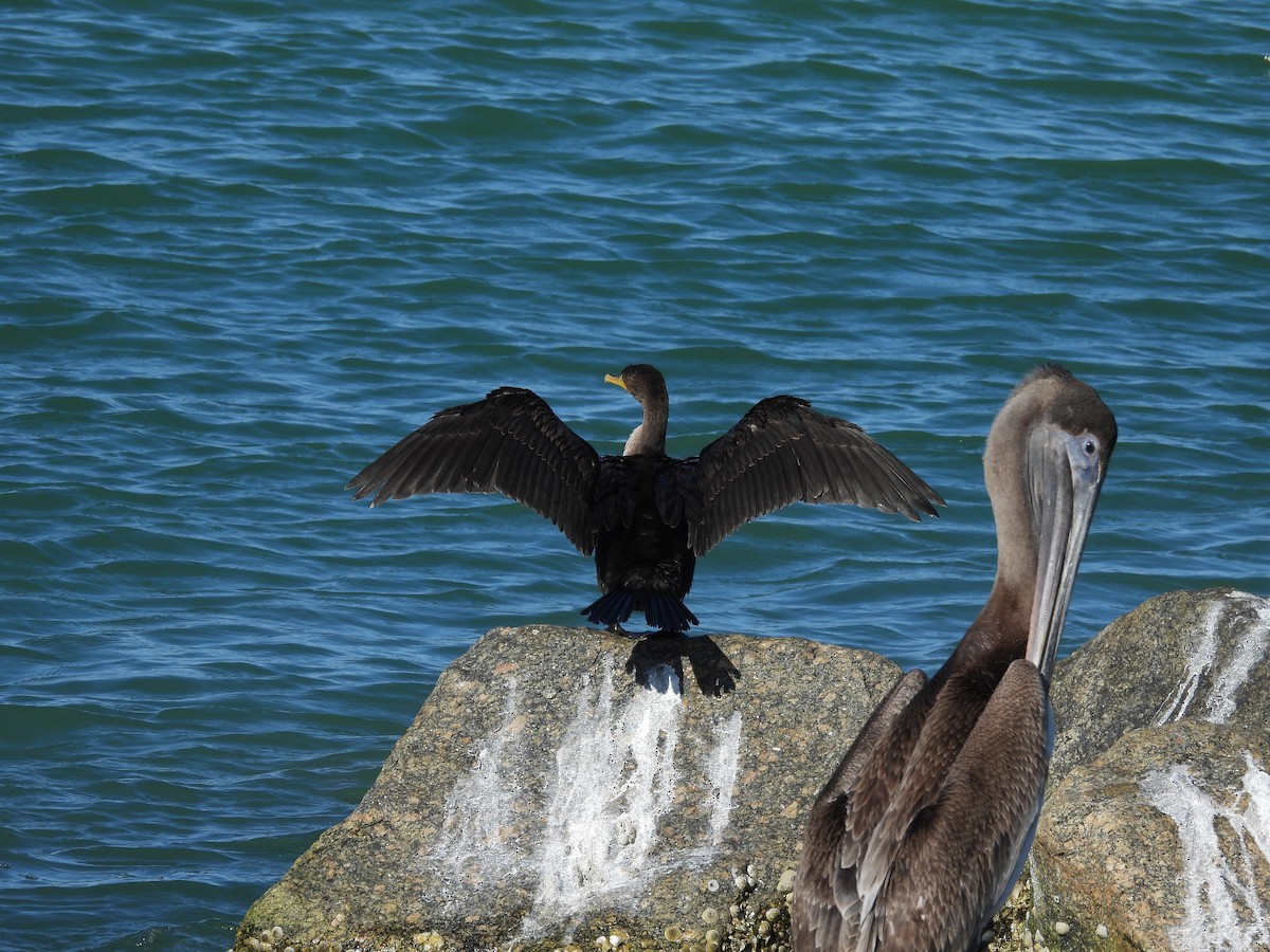 Cormoran à aigrettes - ML647181371