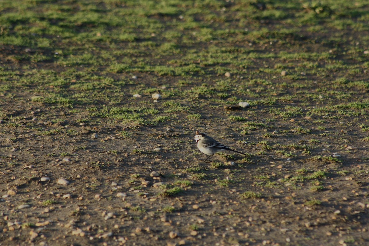 White Wagtail (British) - ML647181373
