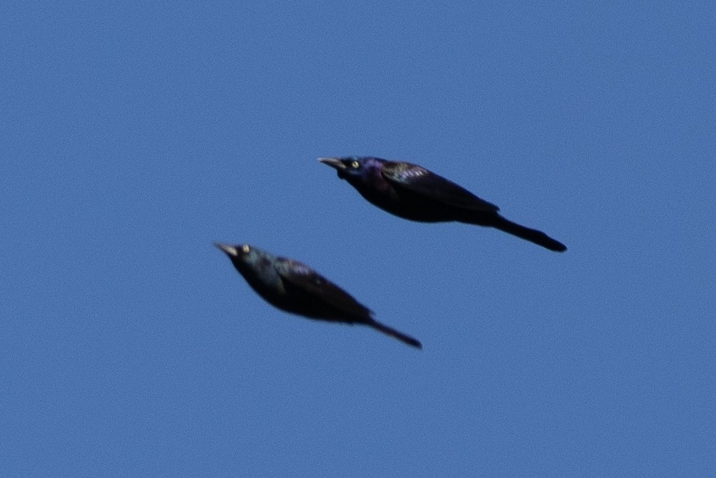 Пурпурный гракл - ML647181376