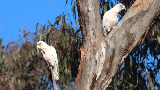 Long-billed Corella - ML647181380