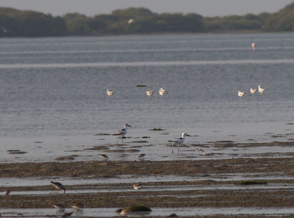 Crab-Plover - ML647181384