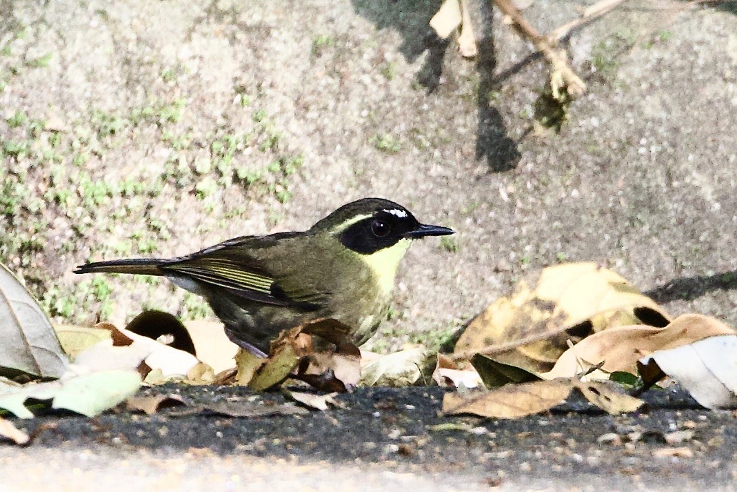 キノドヤブムシクイ - ML647181385