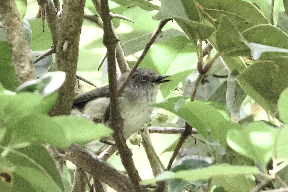 Mountain Thornbill - ML647181390