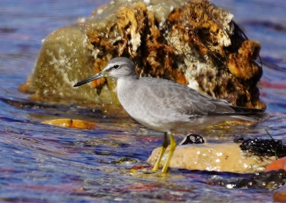 Chevalier de Sibérie - ML647181391