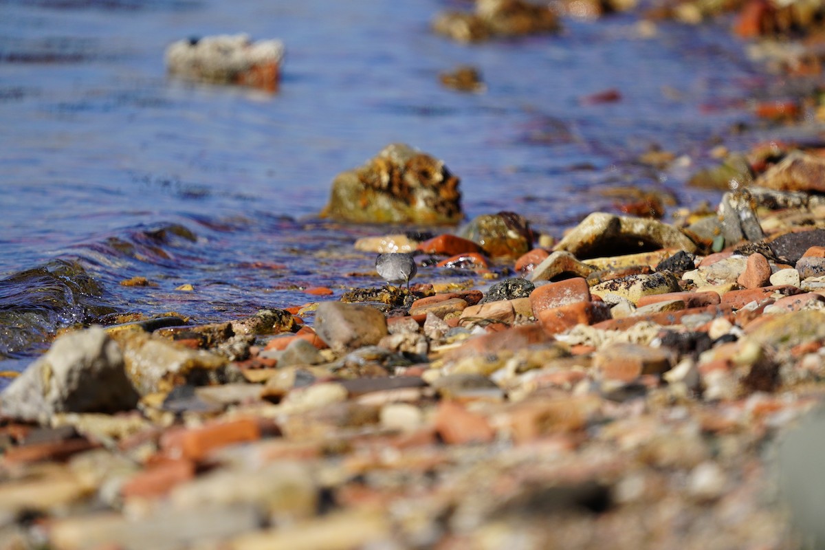 Chevalier de Sibérie - ML647181402