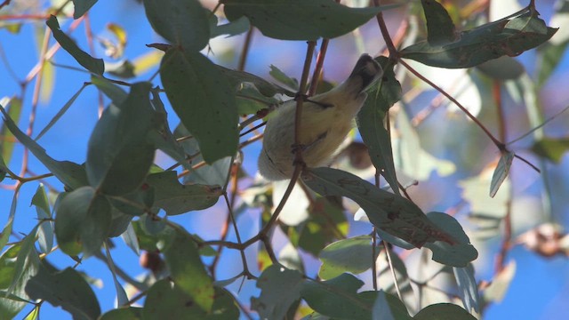 Weebill - ML647181405