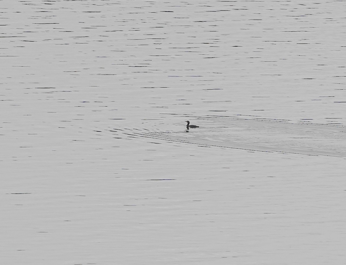 Great Cormorant - ML647181406