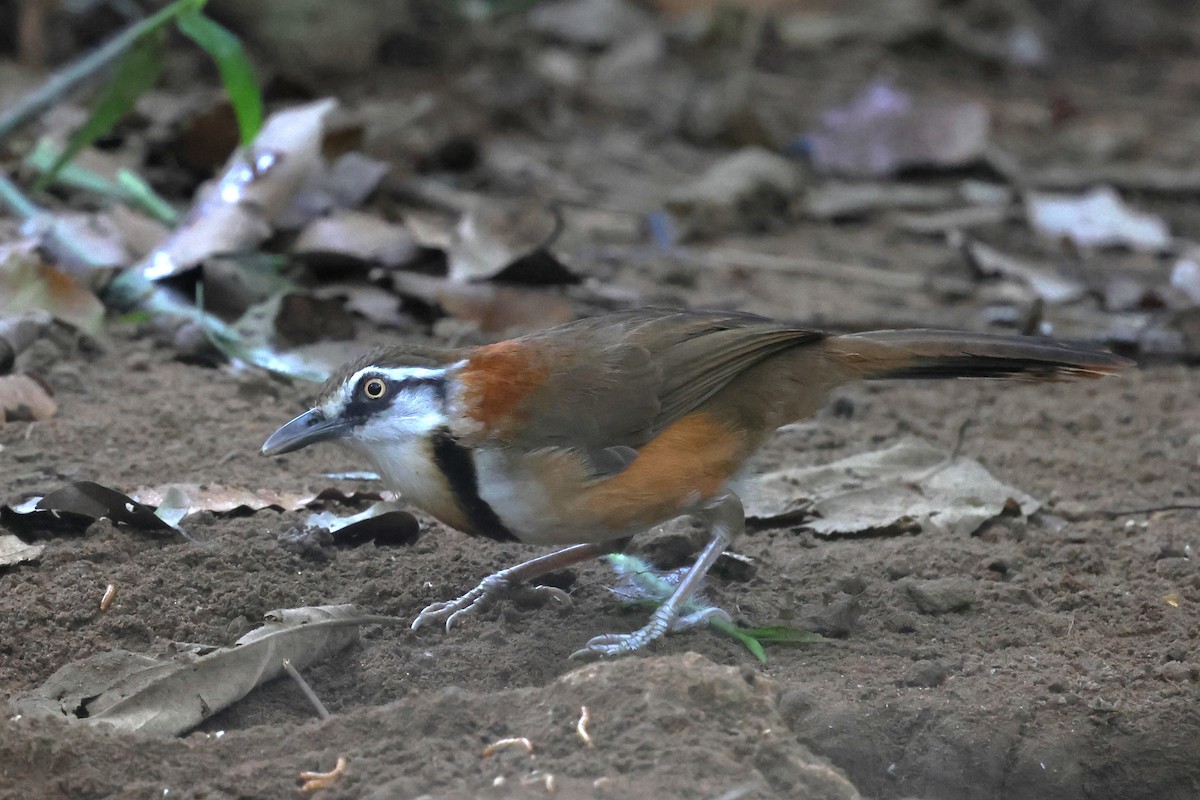 Lesser Necklaced Laughingthrush - ML647181410