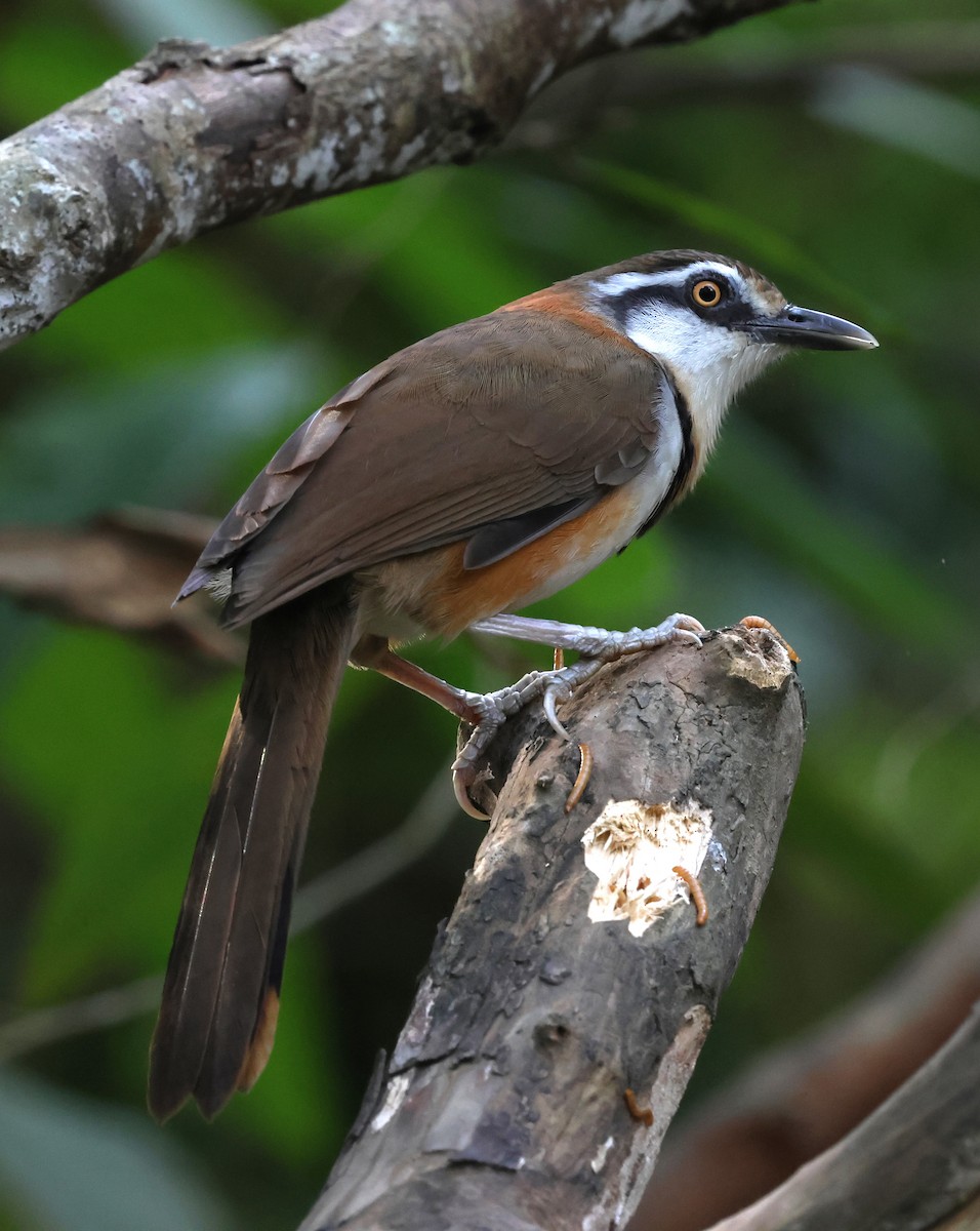 Lesser Necklaced Laughingthrush - ML647181411