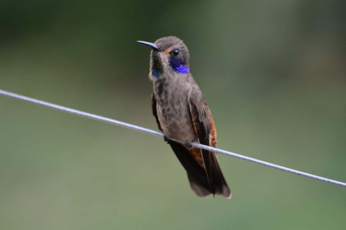 Brown Violetear - ML647181413