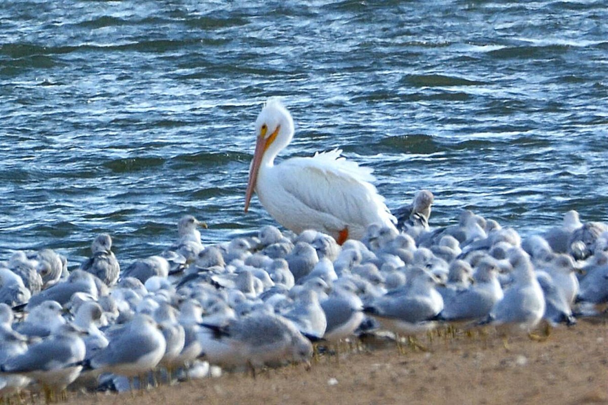 שקנאי אמריקני - ML647181414
