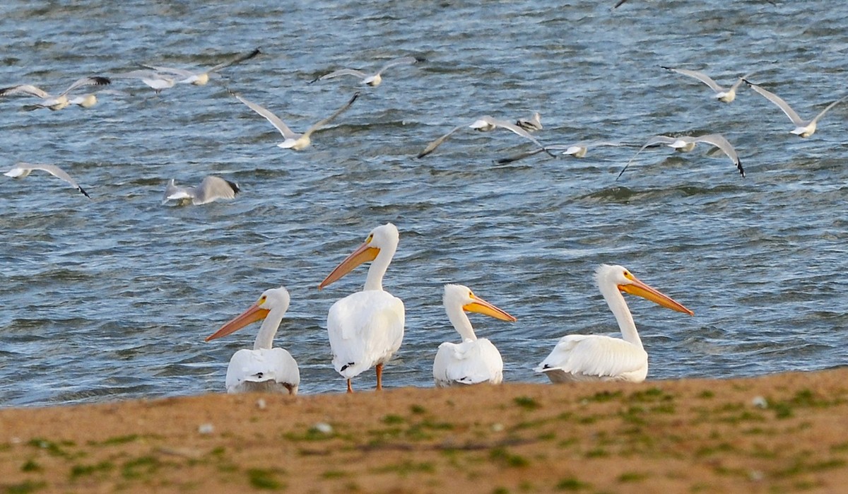 שקנאי אמריקני - ML647181415
