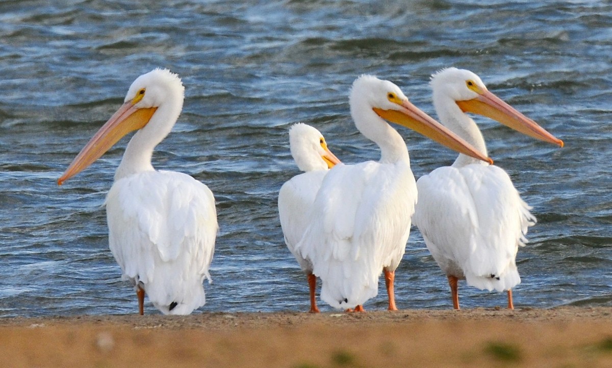 שקנאי אמריקני - ML647181416