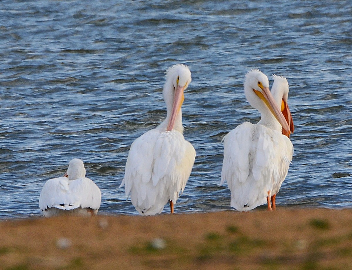 שקנאי אמריקני - ML647181417