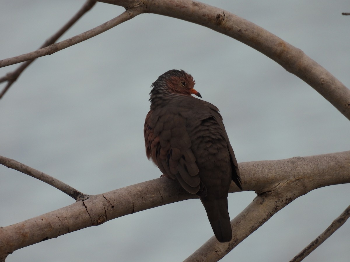Common Ground Dove - ML647181419